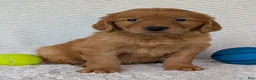 Golden Retriever dogs for sale: Lincoln  - Ad 14