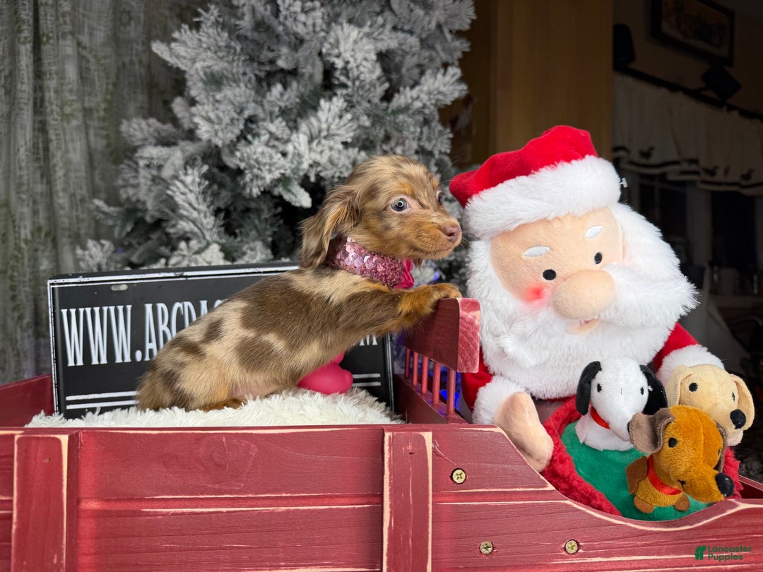 Miniature Dachshund dogs for sale: Ch bred Russian pea clear akc - Ad 9