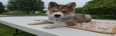 Puppy 2 Kody
