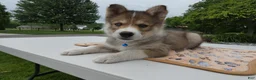 Welsh Corgi Pembroke dogs for sale: Puppy 2 Kody - Ad 1