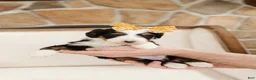 Bernedoodle dogs for sale: Medium Sized Female Bernedoodle - Demeter - Ad 1