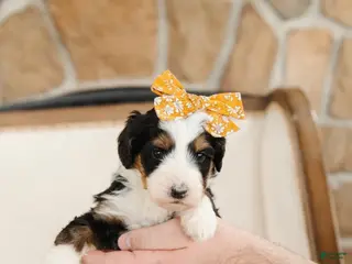 Bernedoodle dogs Demeter - Ad 25