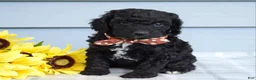 Cockapoo dogs for sale: Oscar - Ad 7