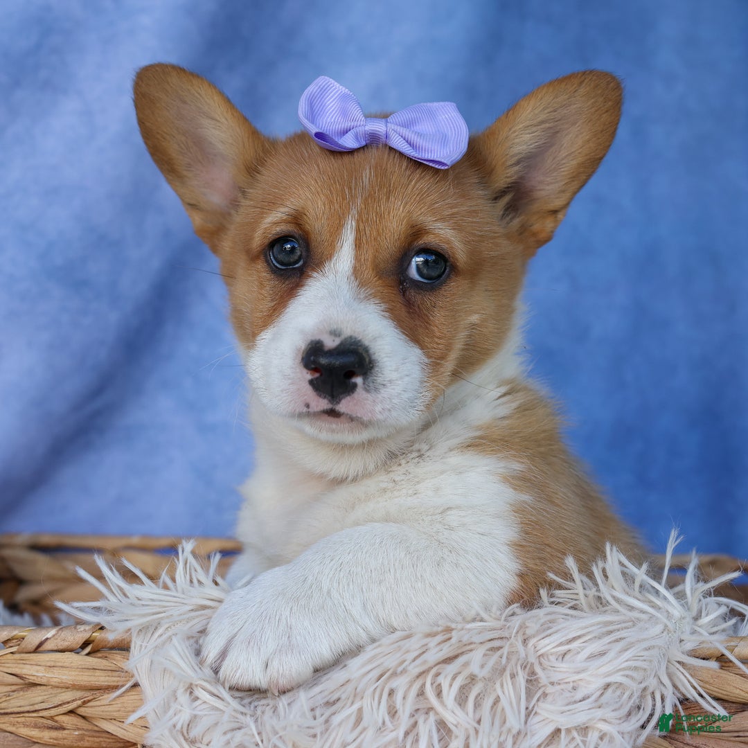 Welsh Corgi Pembroke dogs for sale: Tilly - Ad 9