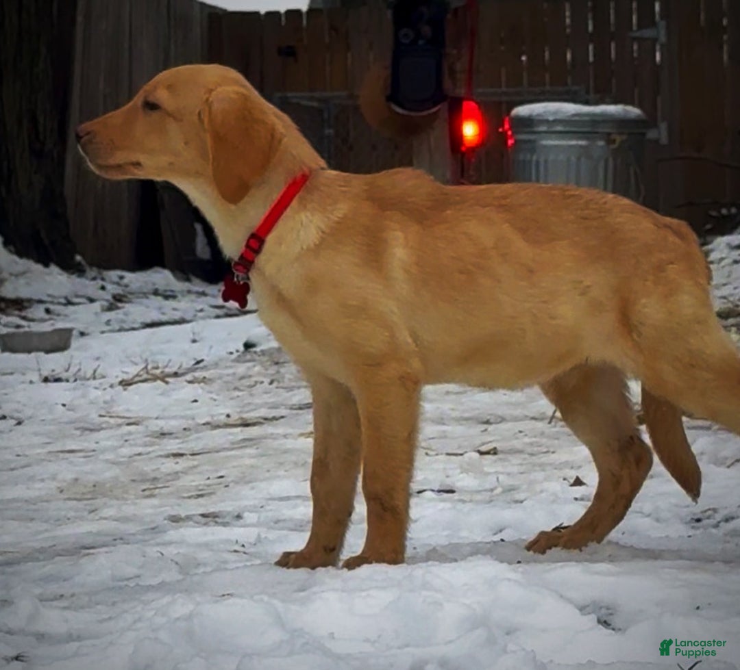 Labrador Retriever dogs for sale: Labrador Retriever Puppy 1 - Ad 11