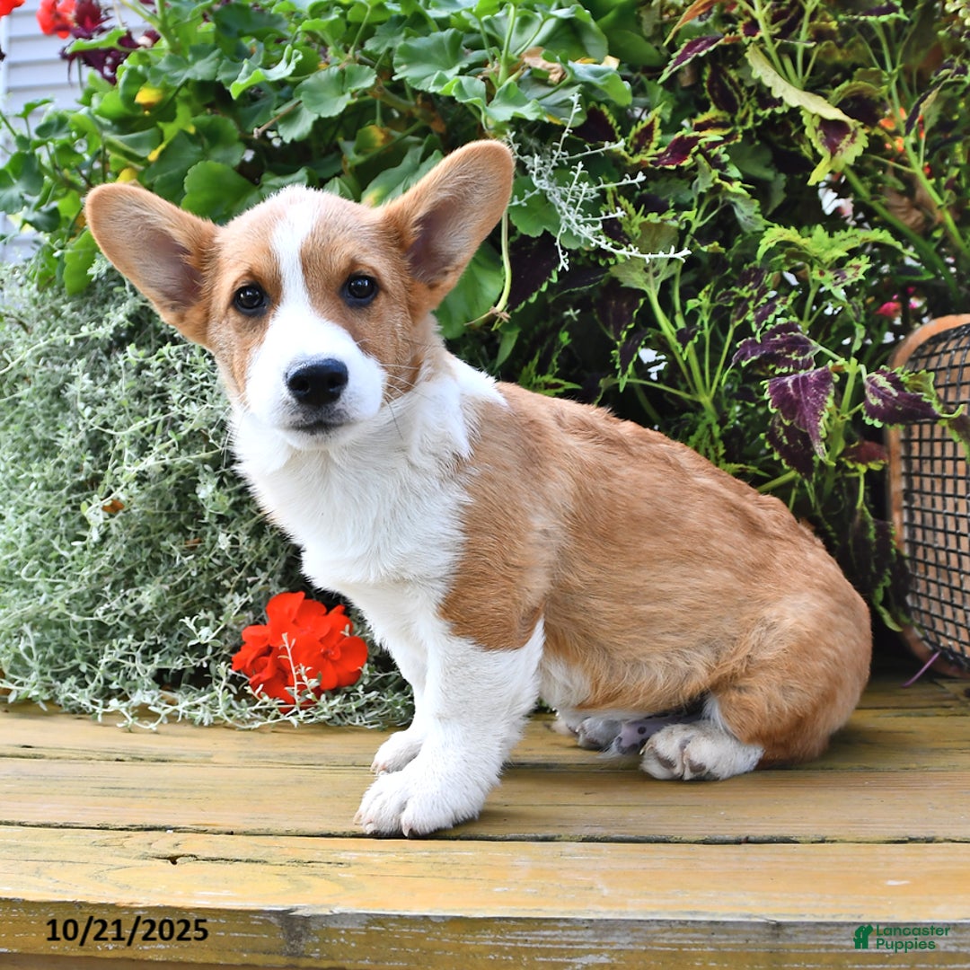 Welsh Corgi Pembroke dogs for sale: Nugget - Ad 7