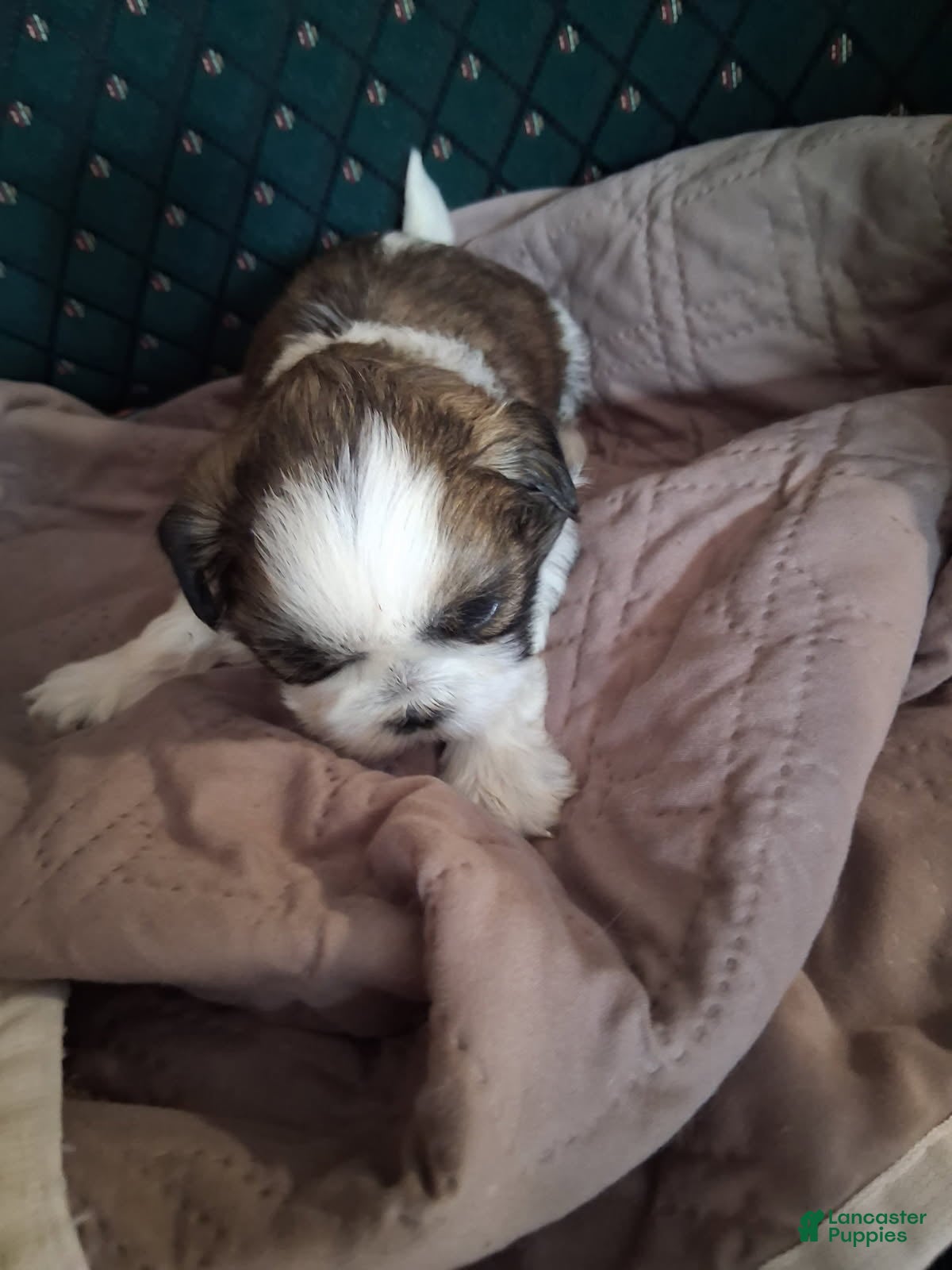 Shih Tzu dogs Boy 2 - Ad 1
