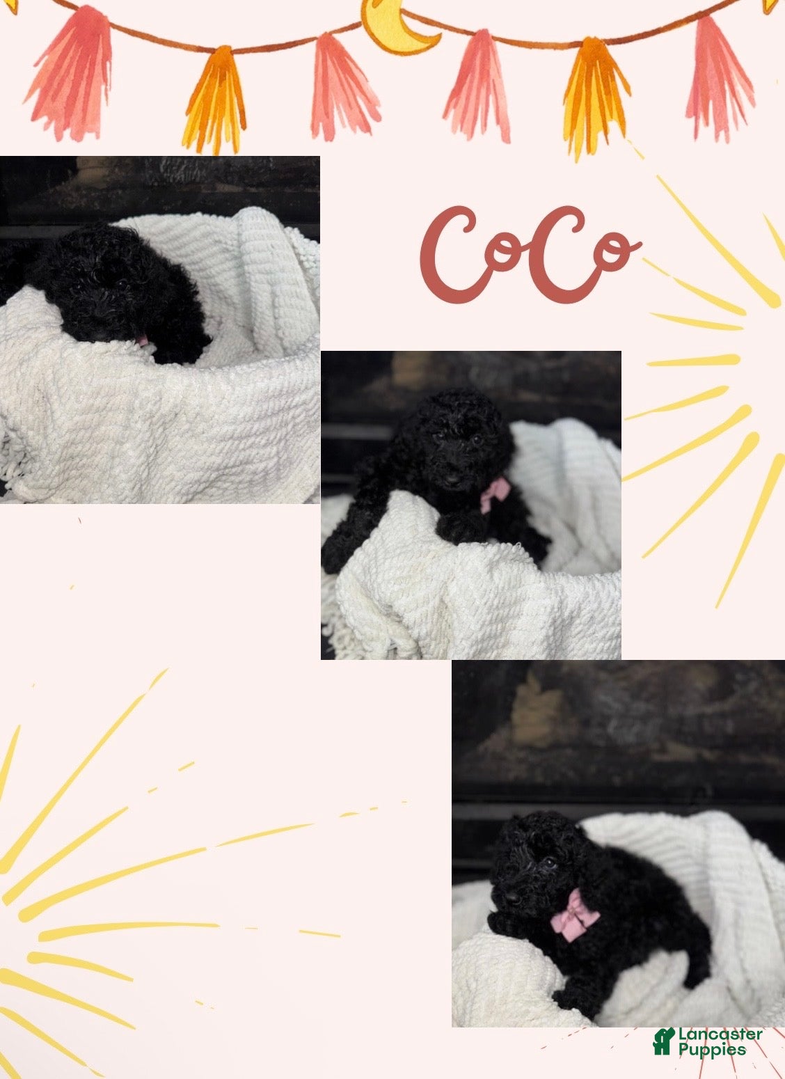 Double Doodle dogs Double Doodle Puppy 8 - Ad 4