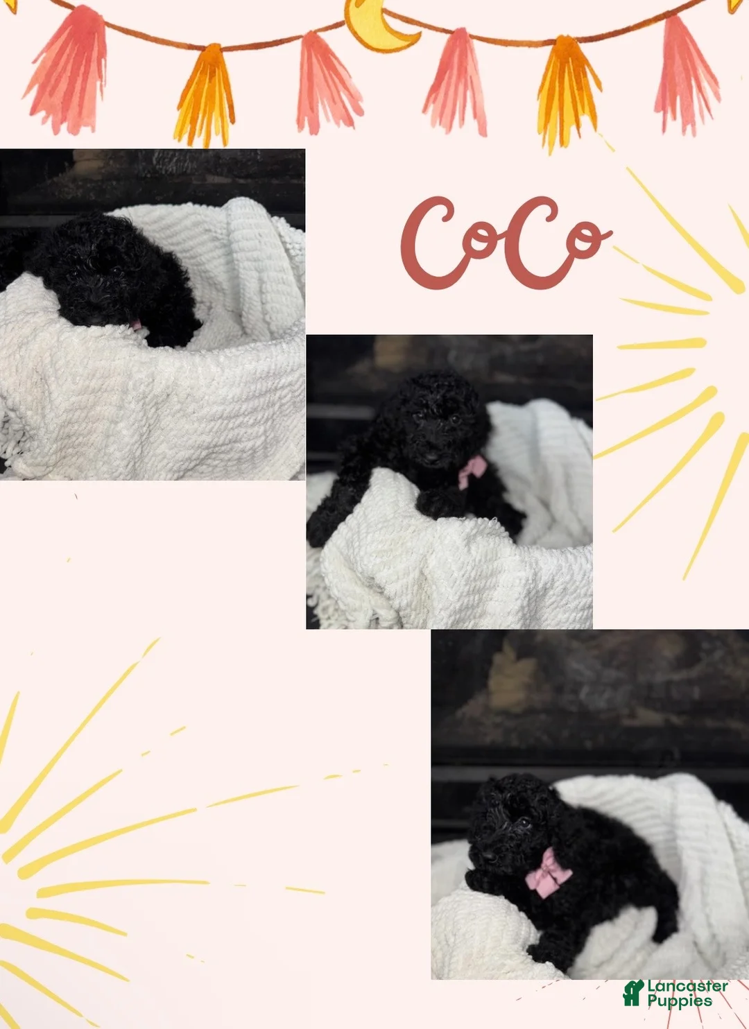 Double Doodle dogs for sale: Double Doodle Puppy 8 - Ad 1