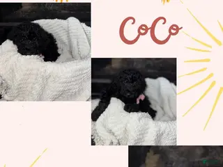 Double Doodle dogs Double Doodle Puppy 8 - Ad 4