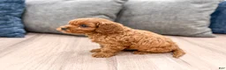 Cavapoo dogs for sale: Ace - Ad 4