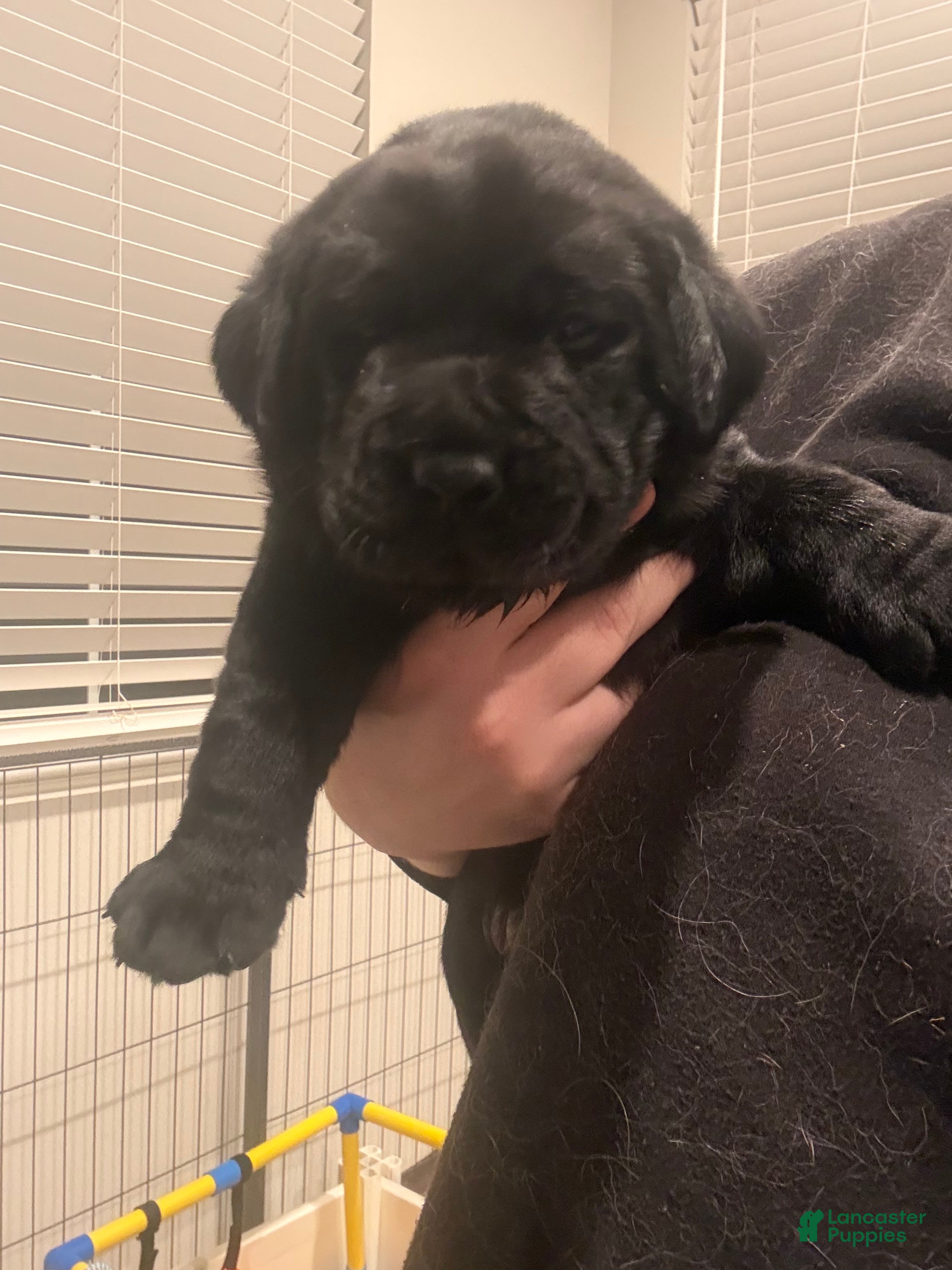 Labrador Retriever dogs Green collar boy - Ad 3