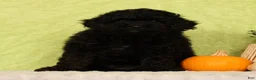 Pomapoo dogs for sale: Conner - Ad 8