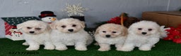 Bichpoo dogs for sale: Bobbie - Ad 3