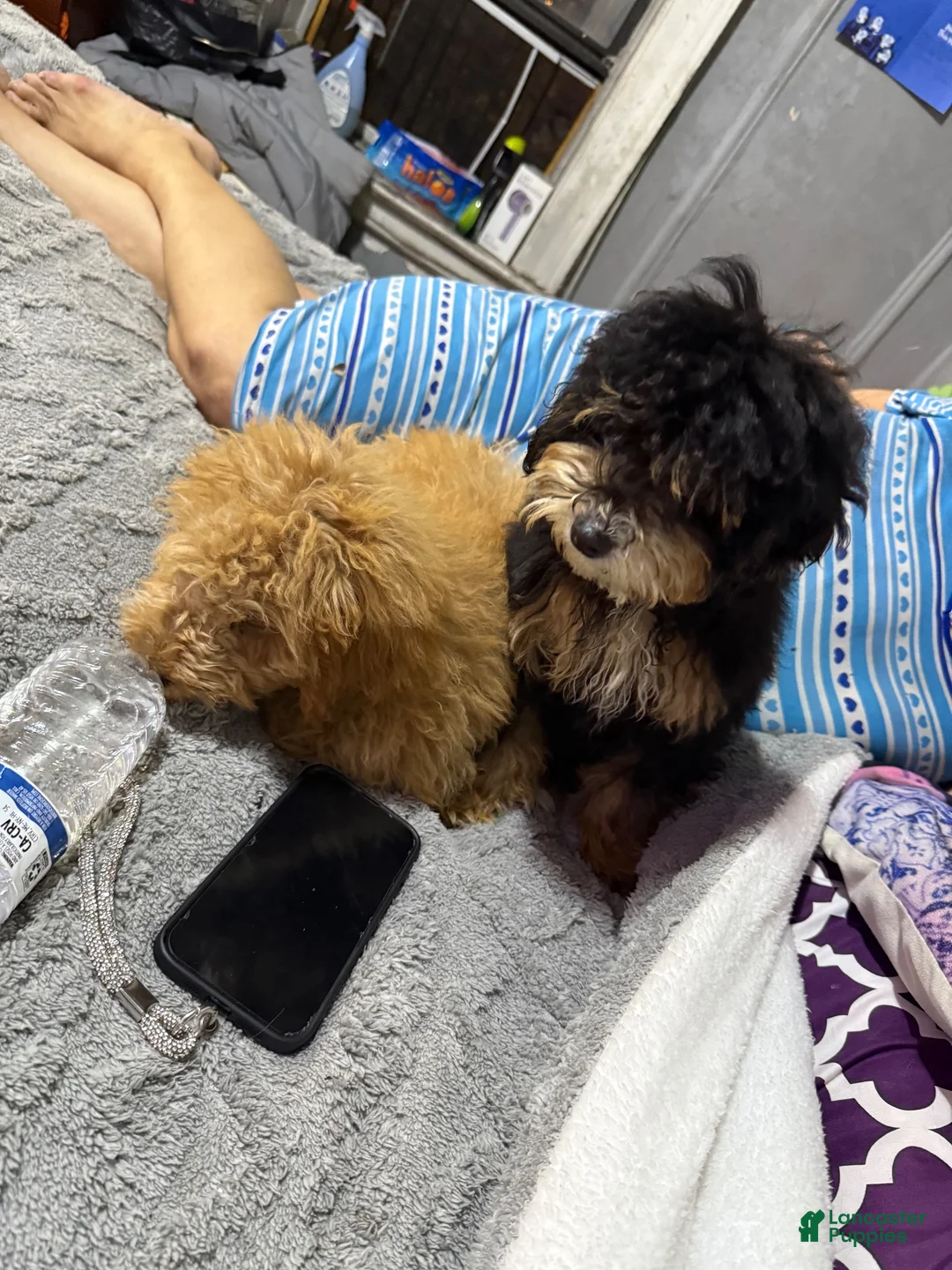 Double Doodle dogs for sale: Double Doodle 3 - Ad 2