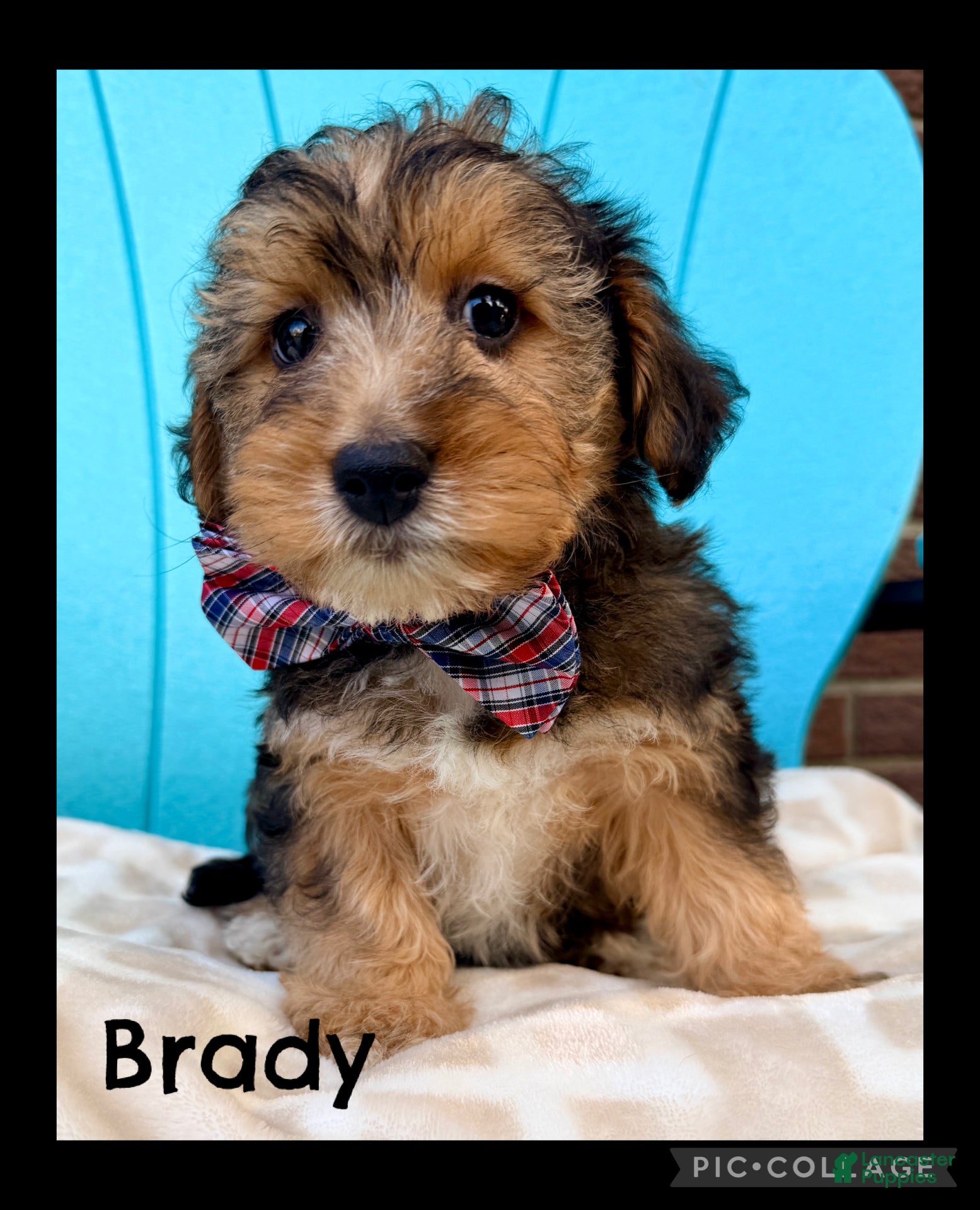 Yorkiepoo dogs Brady - Ad 1