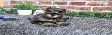 Truman