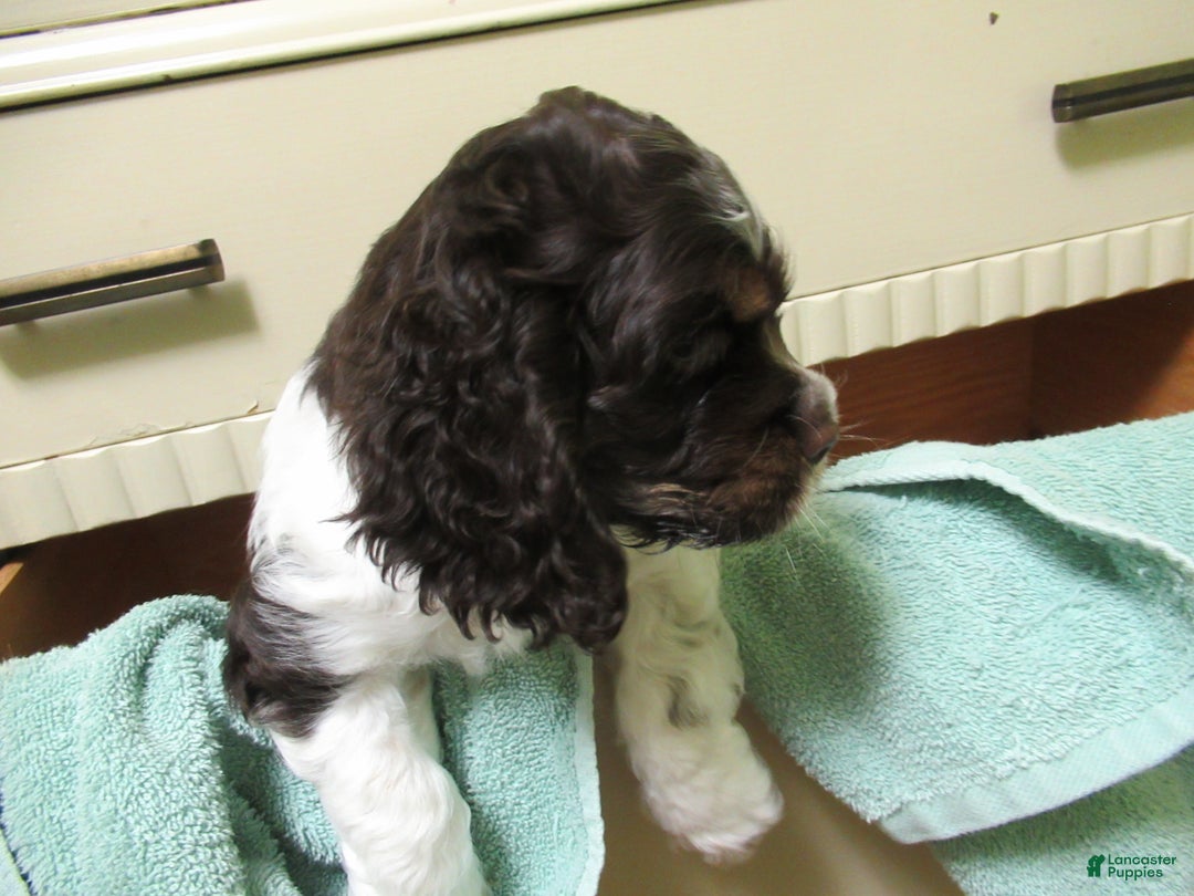 Cocker Spaniel dogs for sale: Banza - Ad 3