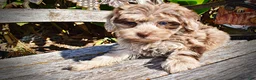 Havapoo dogs for sale: Punky - Ad 6