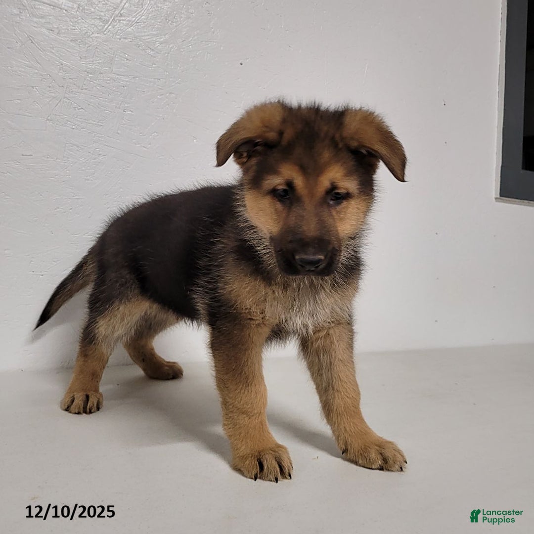 German Shepherd dogs for sale: Alexander - Ad 2