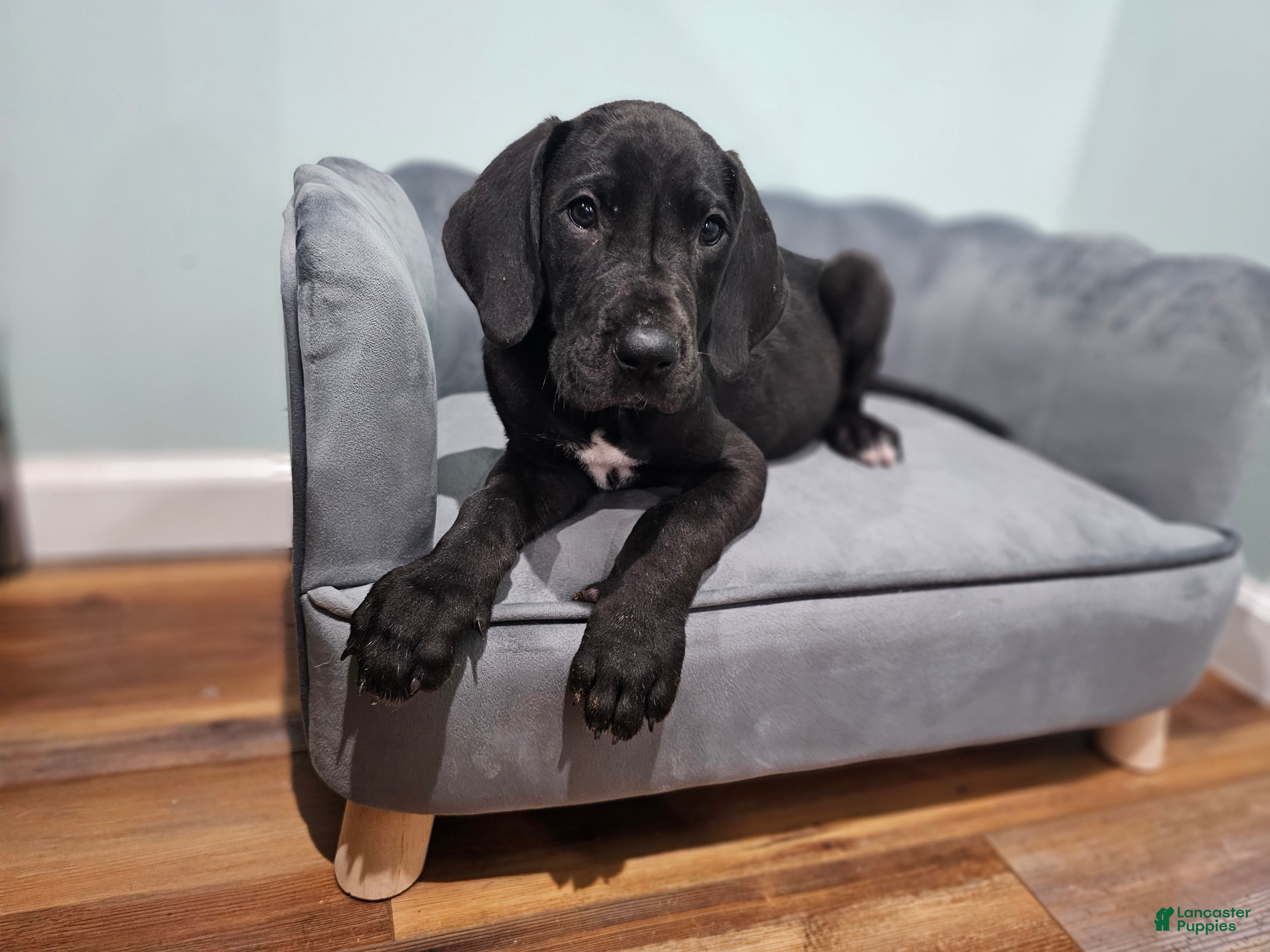 Great Dane dogs Black - Ad 1