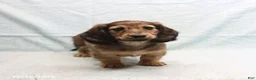 Dachshund dogs for sale: Alex - Ad 3