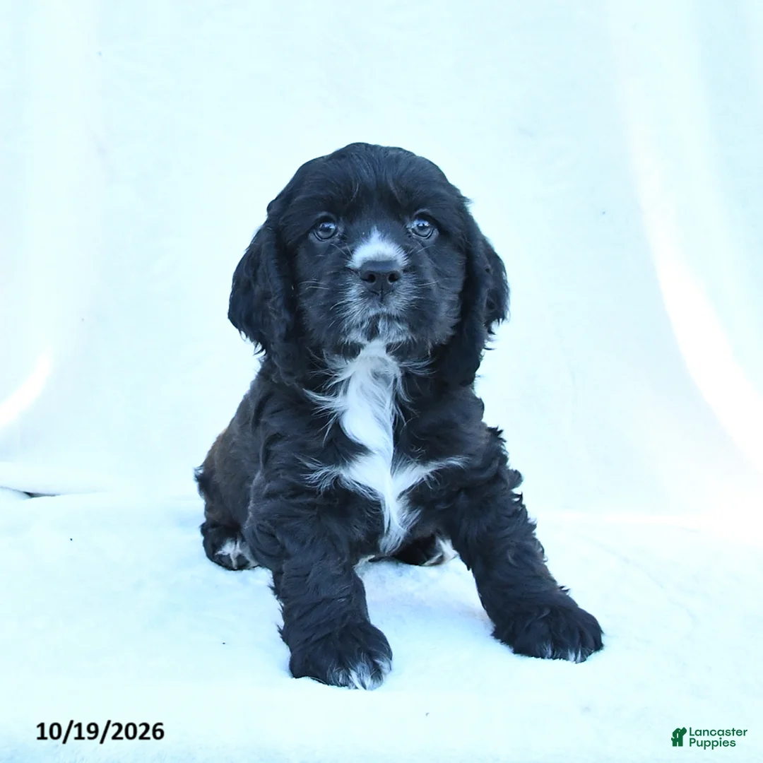 English Cocker Spaniel dogs for sale: Marley - Ad 2