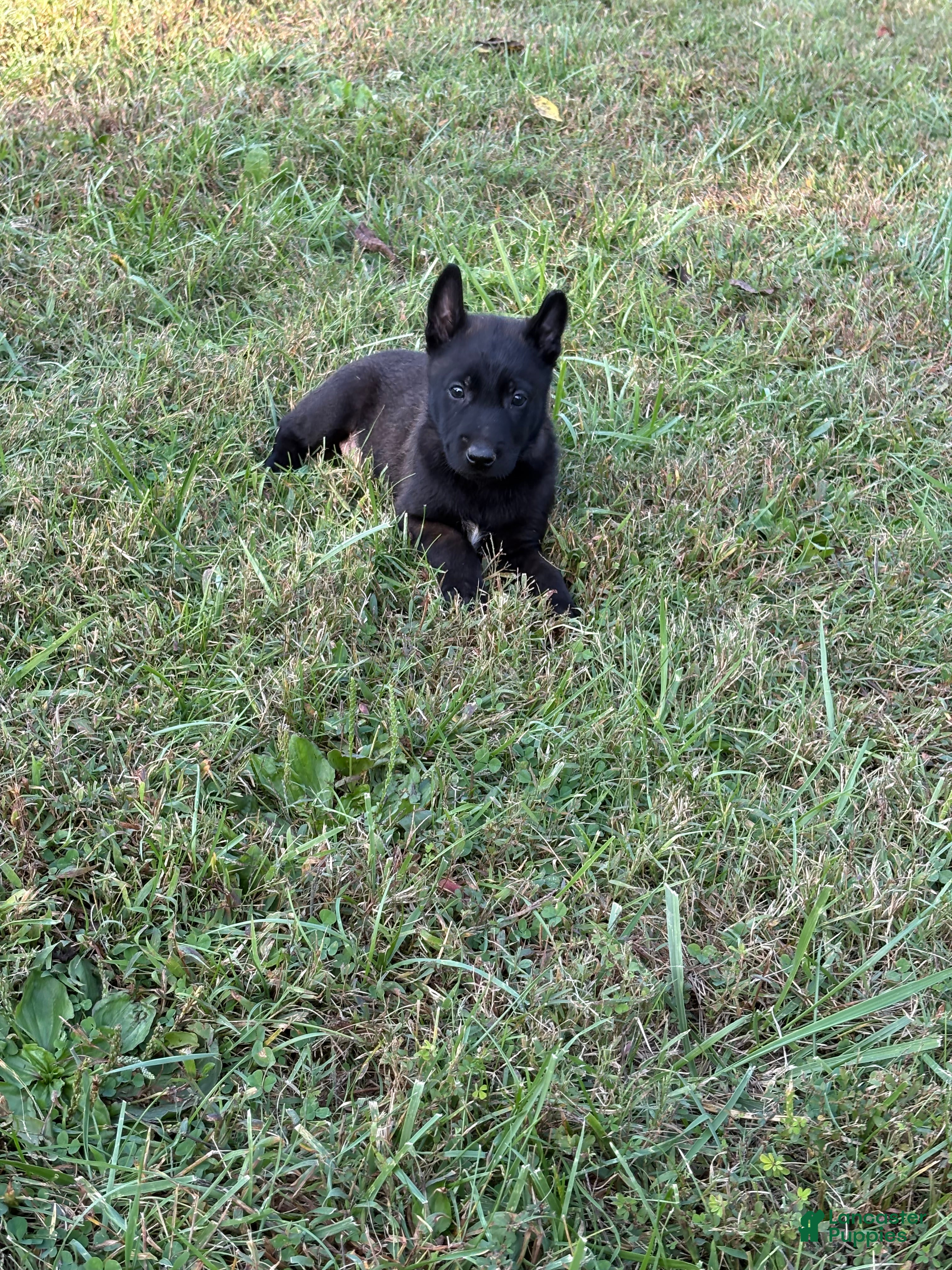 Belgian Malinois