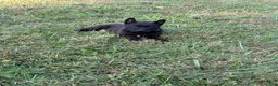 Belgian Malinois dogs for sale: Clark Kent (dark blue) - Ad 1