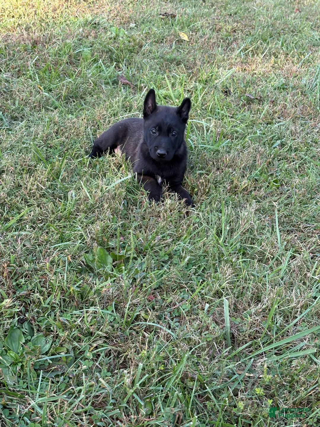 Belgian Malinois dogs for sale: Clark Kent (dark blue) - Ad 1