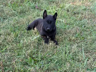Belgian Malinois dogs Clark Kent (dark blue) - Ad 33