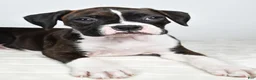 Boxer dogs for sale: Dena - Ad 9