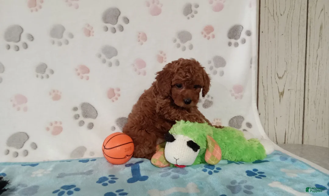 Toy Poodle dogs for sale: Ace  - Ad 4
