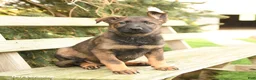 German Shepherd dogs for sale: Daffodil - Ad 1