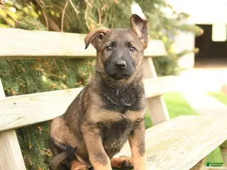 German Shepherd dogs for sale: Daffodil - Ad 1