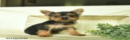 Yorkshire Terrier dogs for sale: Lily  - Ad 3