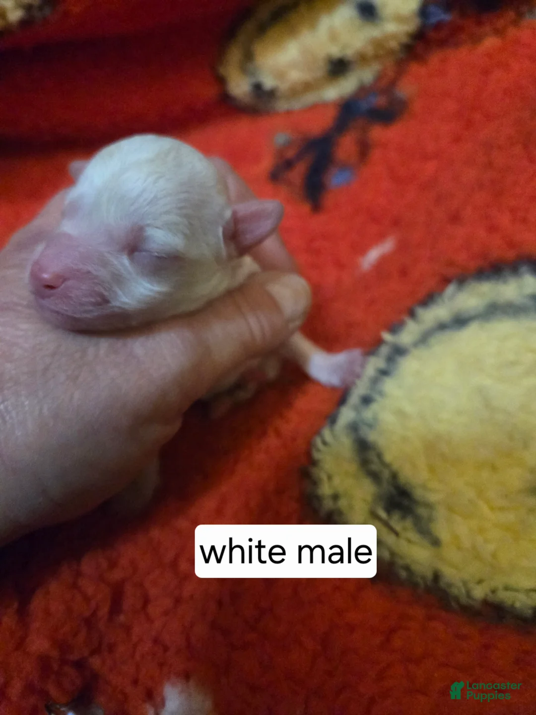 Doxiepoo dogs for sale: Doxiepoo Puppy 3 - Ad 1