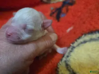 Doxiepoo dogs Doxiepoo Puppy 3 - Ad 31