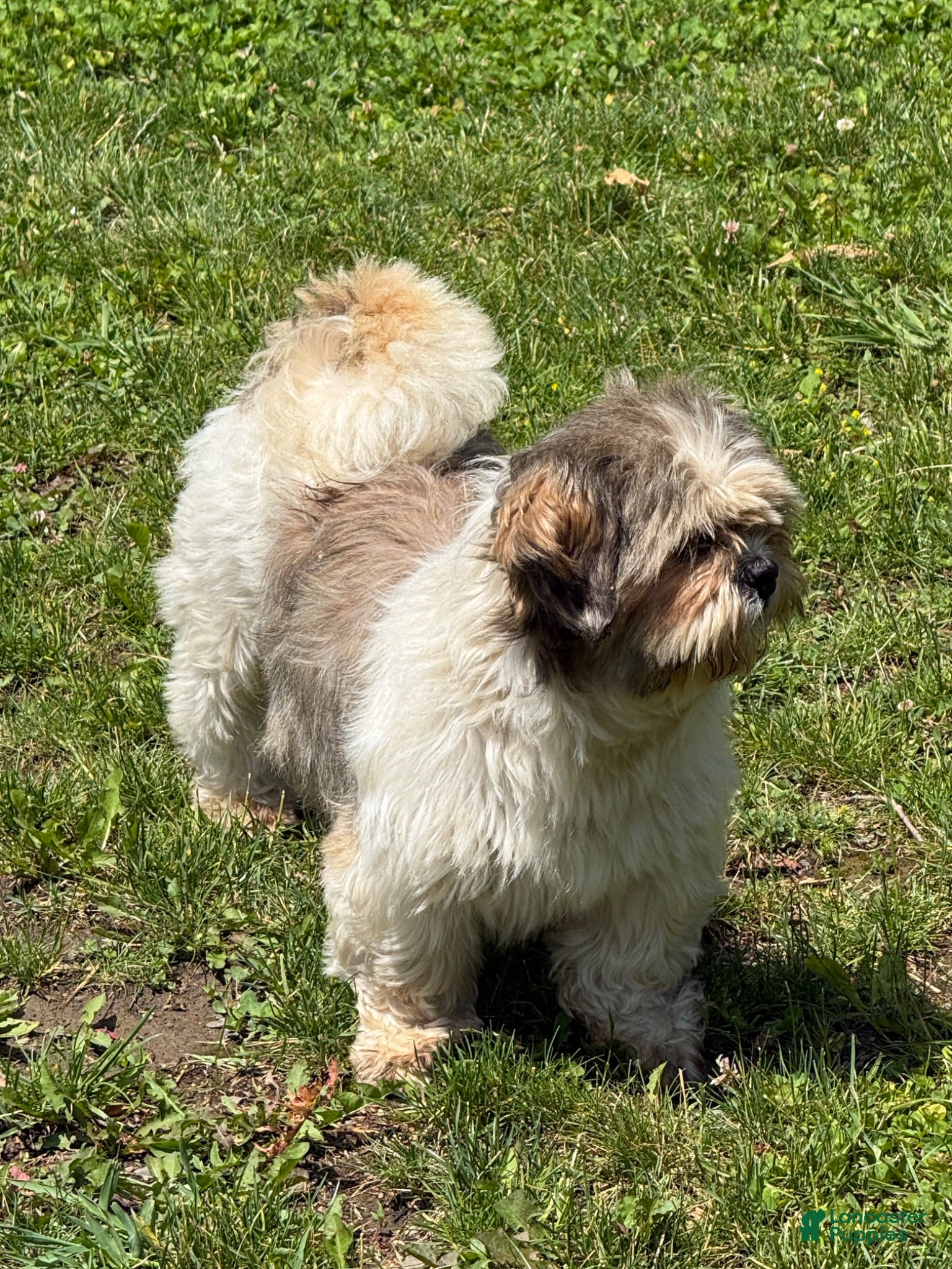 Shihpoo dogs Shihpoo *Chip* LAST PUPPY LEFT!  - Ad 2