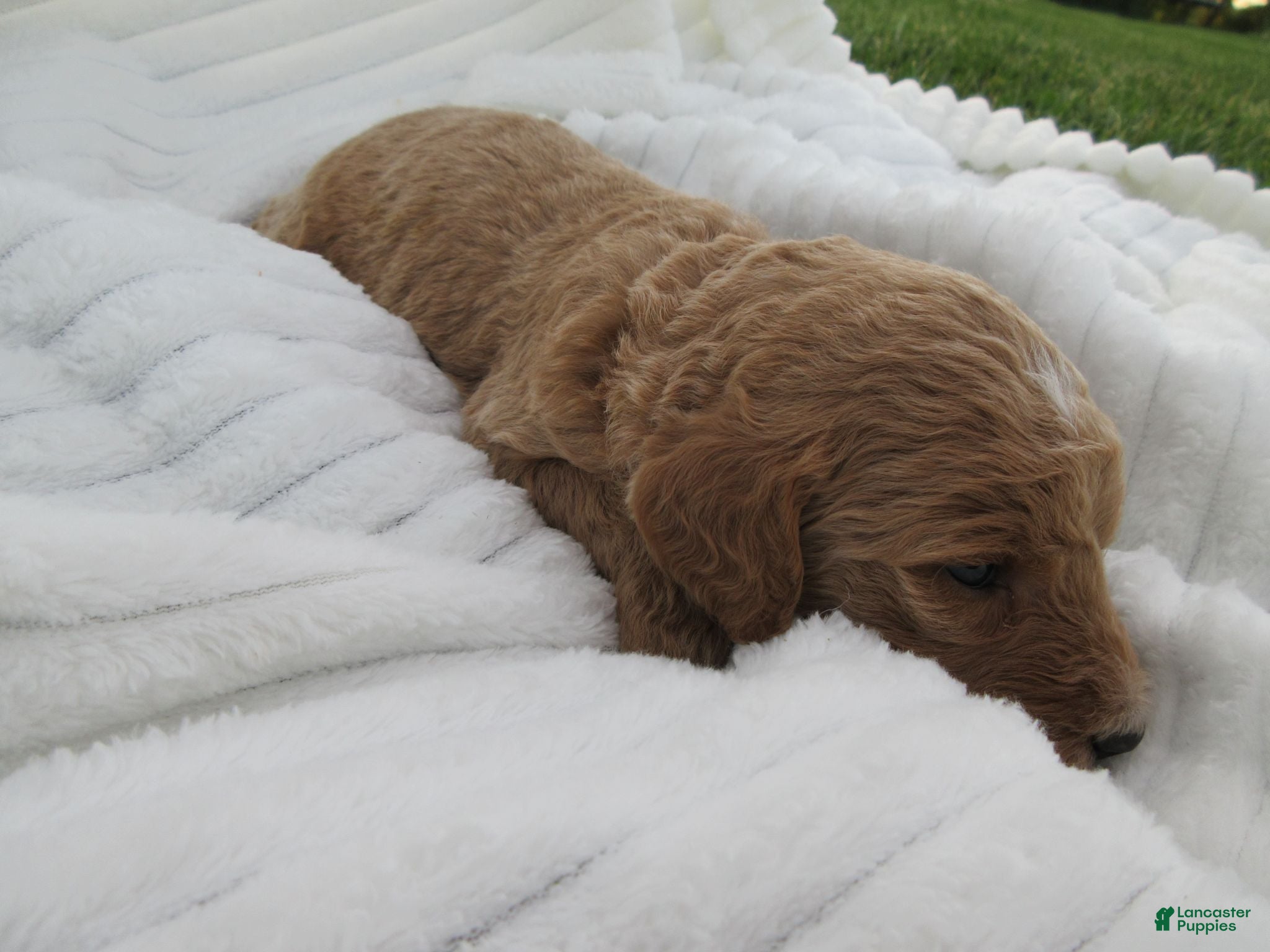 Goldendoodle dogs Sandy - Ad 1