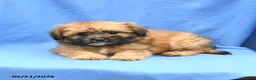 Mixed Breed dogs for sale: Gizmo - Ad 3