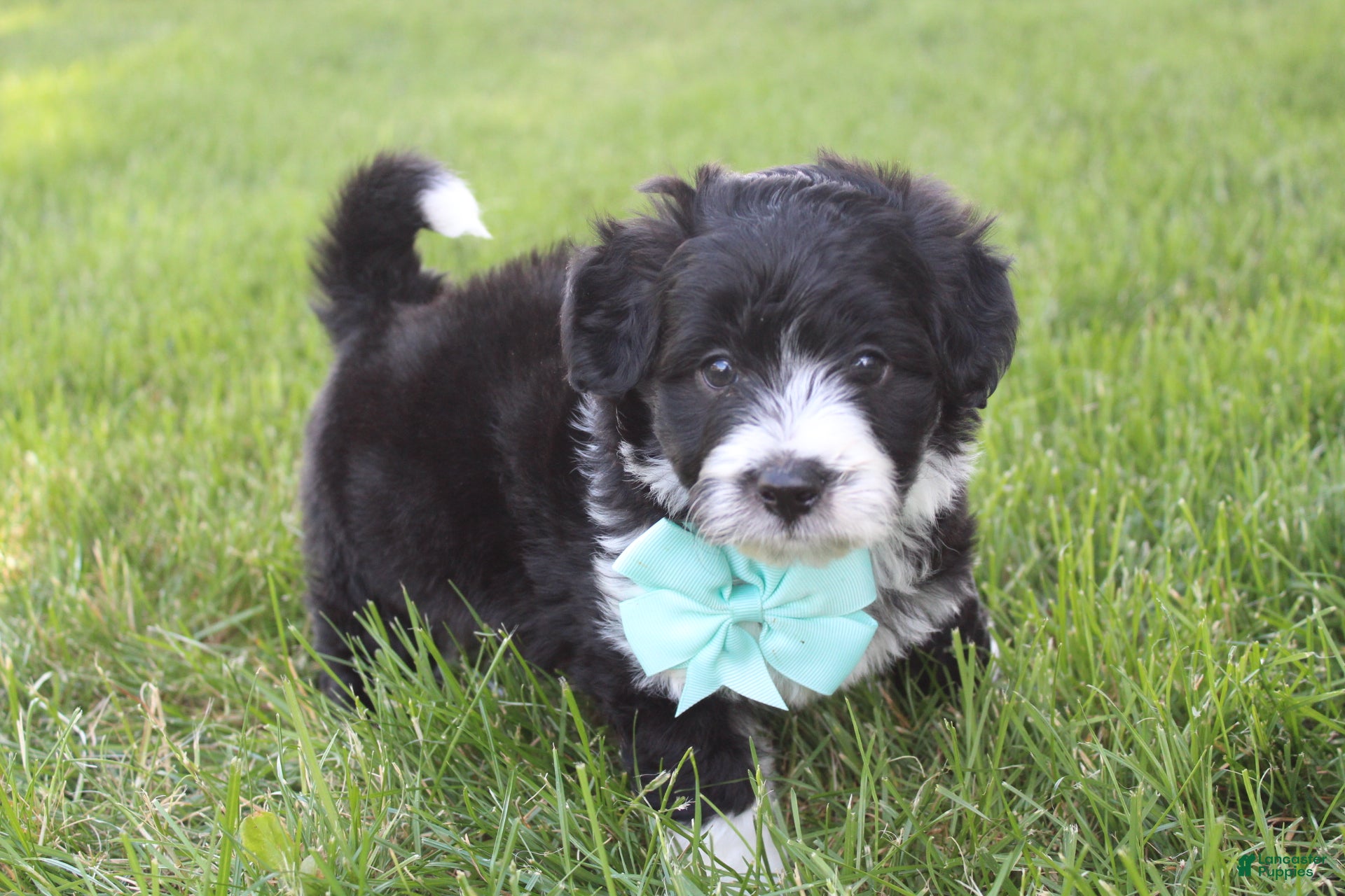 Mini Aussiedoodle dogs for sale: Jett 💎 - Ad 7