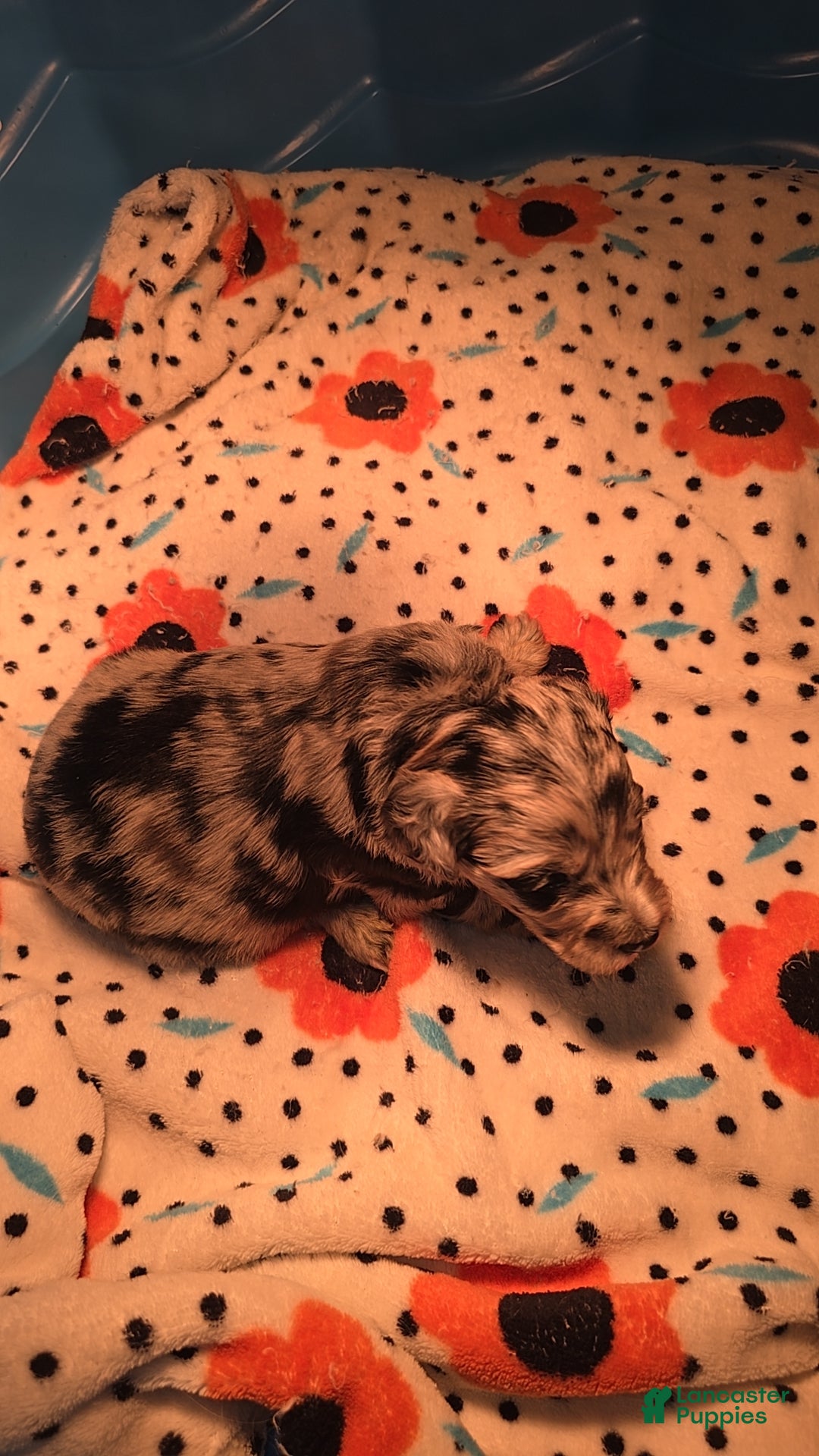 Mixed Breed dogs for sale: Merle - Ad 9