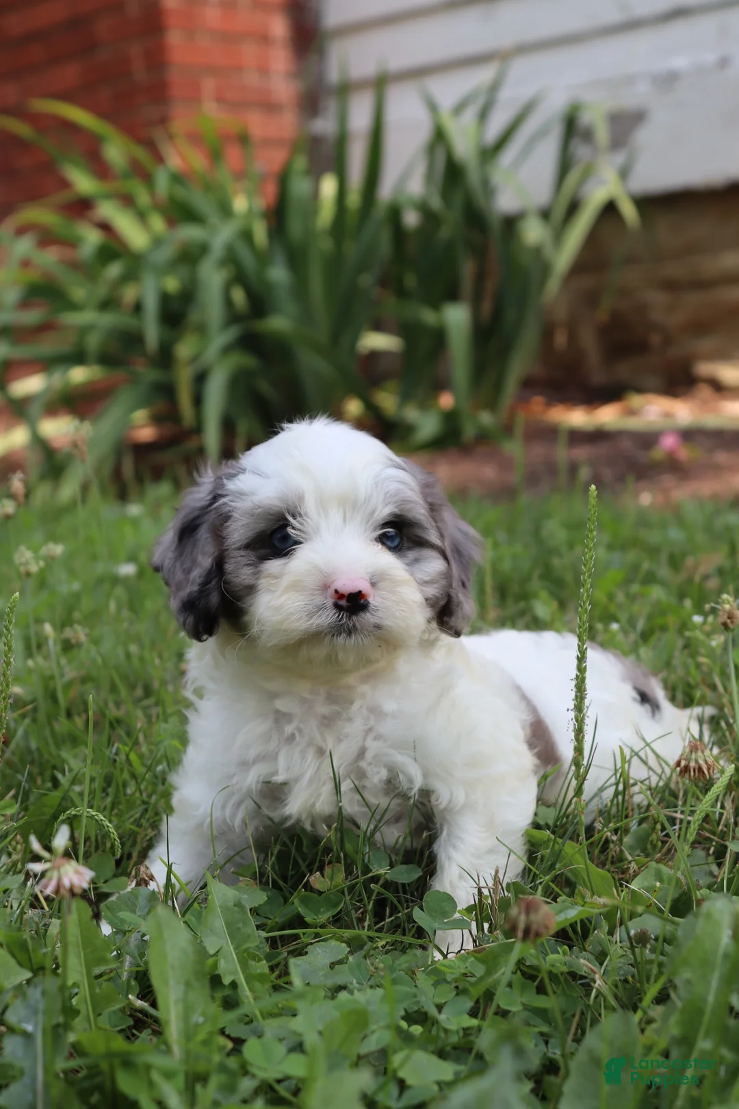 Cavapoo dogs for sale: Marden - Ad 2