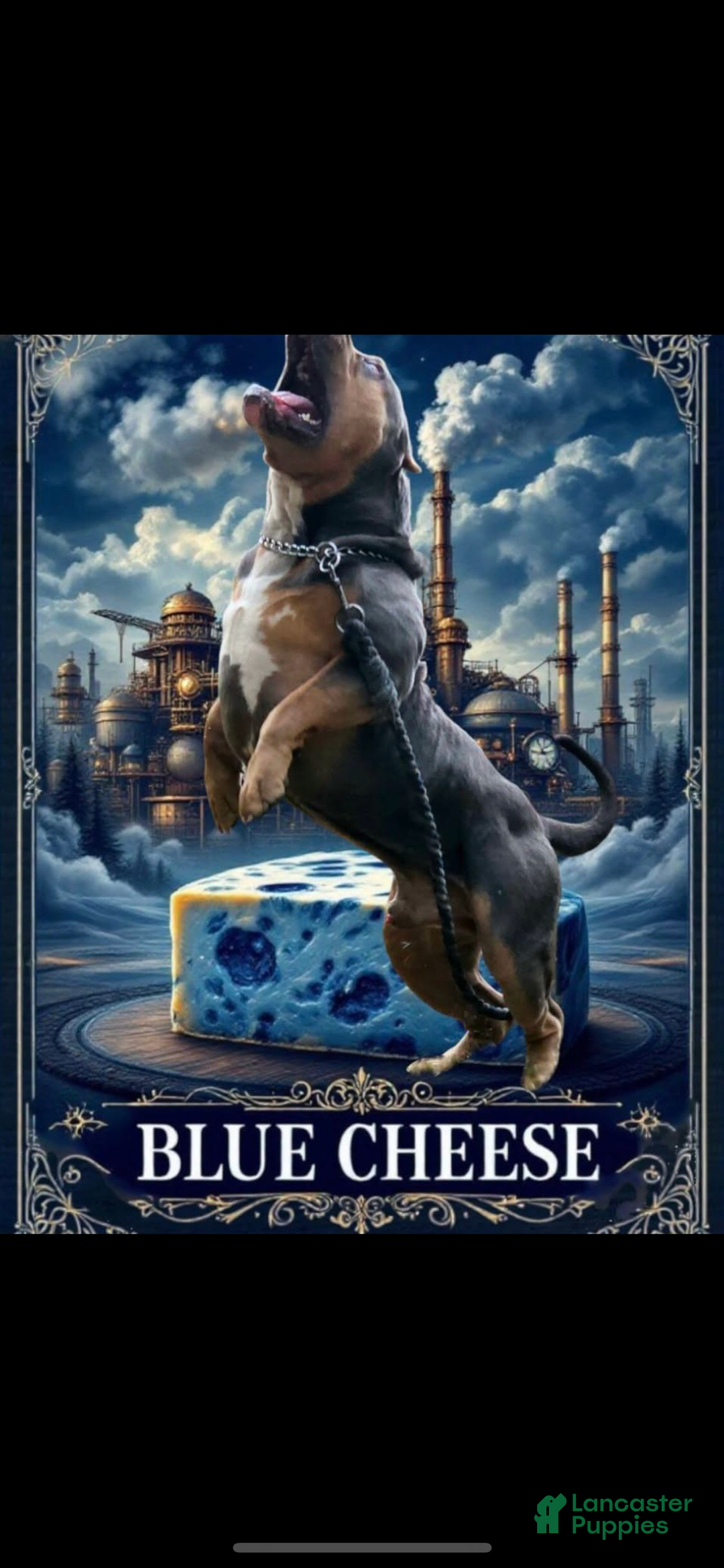 American Bully dogs for sale: Benny - Ad 6