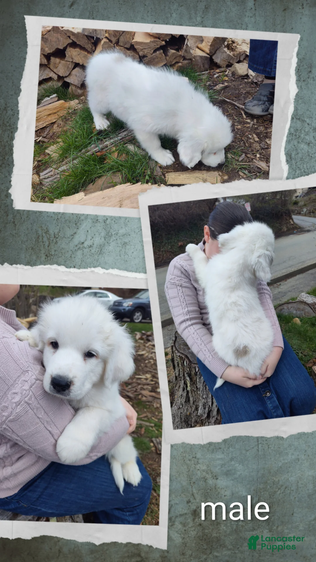 Great Pyrenees dogs for sale: Great Pyrenees Puppy 2 - Ad 1