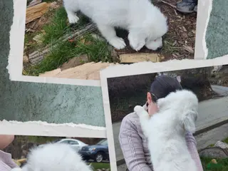 Great Pyrenees dogs Great Pyrenees Puppy 2 - Ad 19