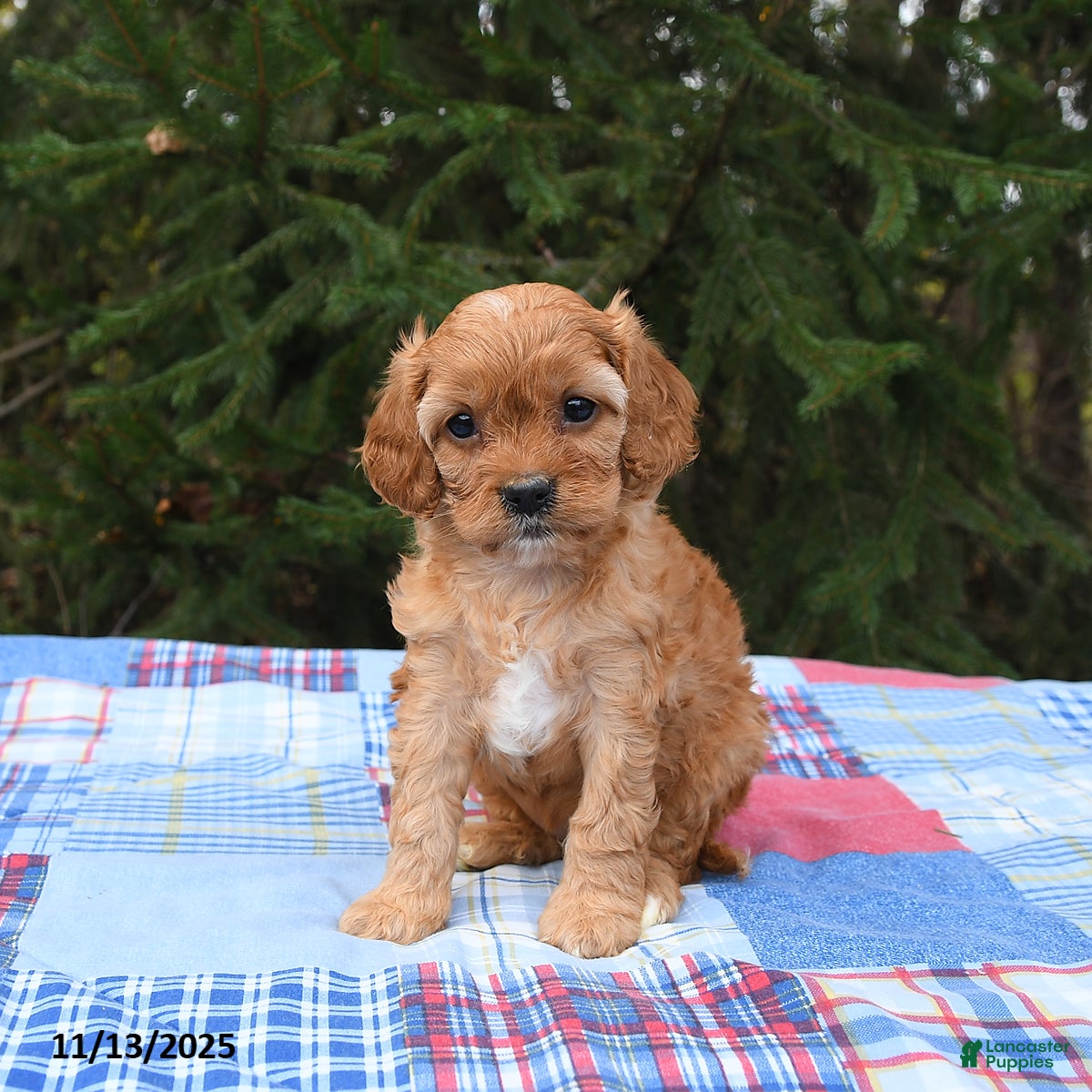 Cavapoo dogs Faye - Ad 24