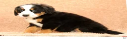 Bernese Mountain Dog dogs for sale: Fern - Ad 3