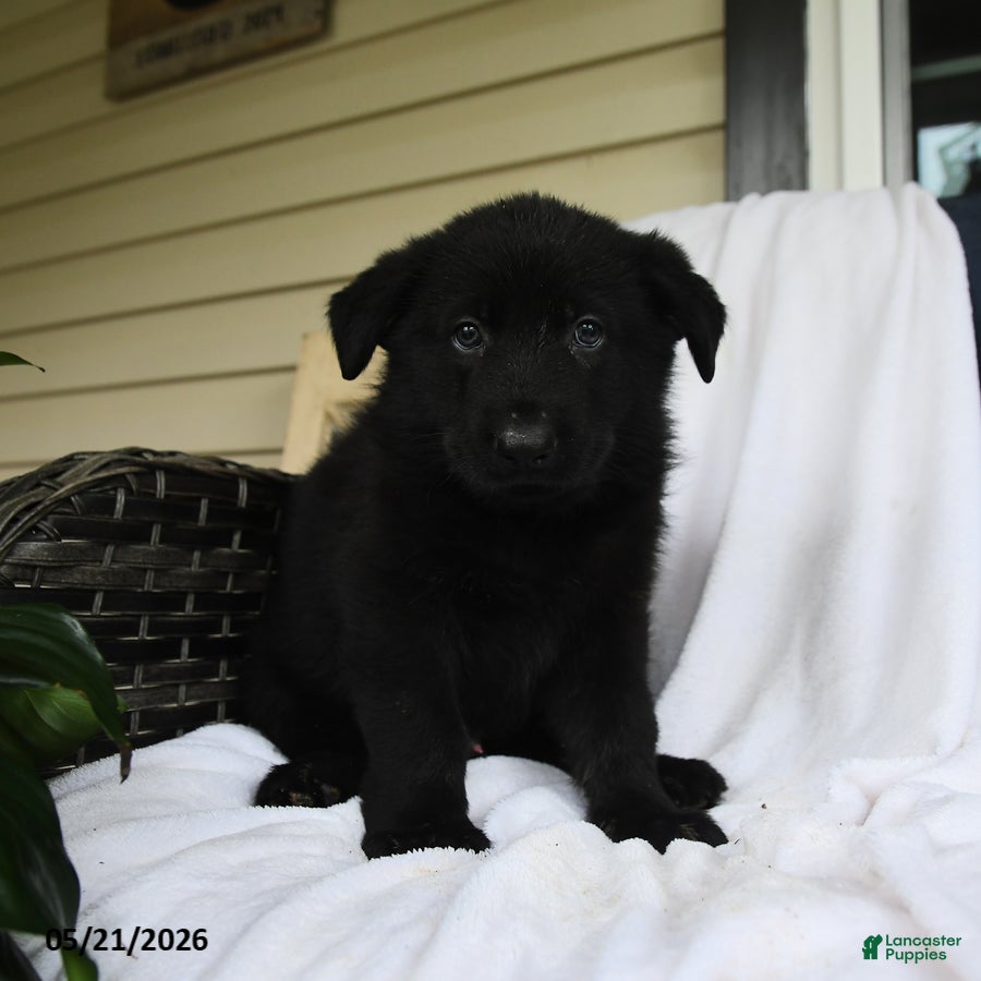 German Shepherd dogs for sale: Heinrich - Ad 1